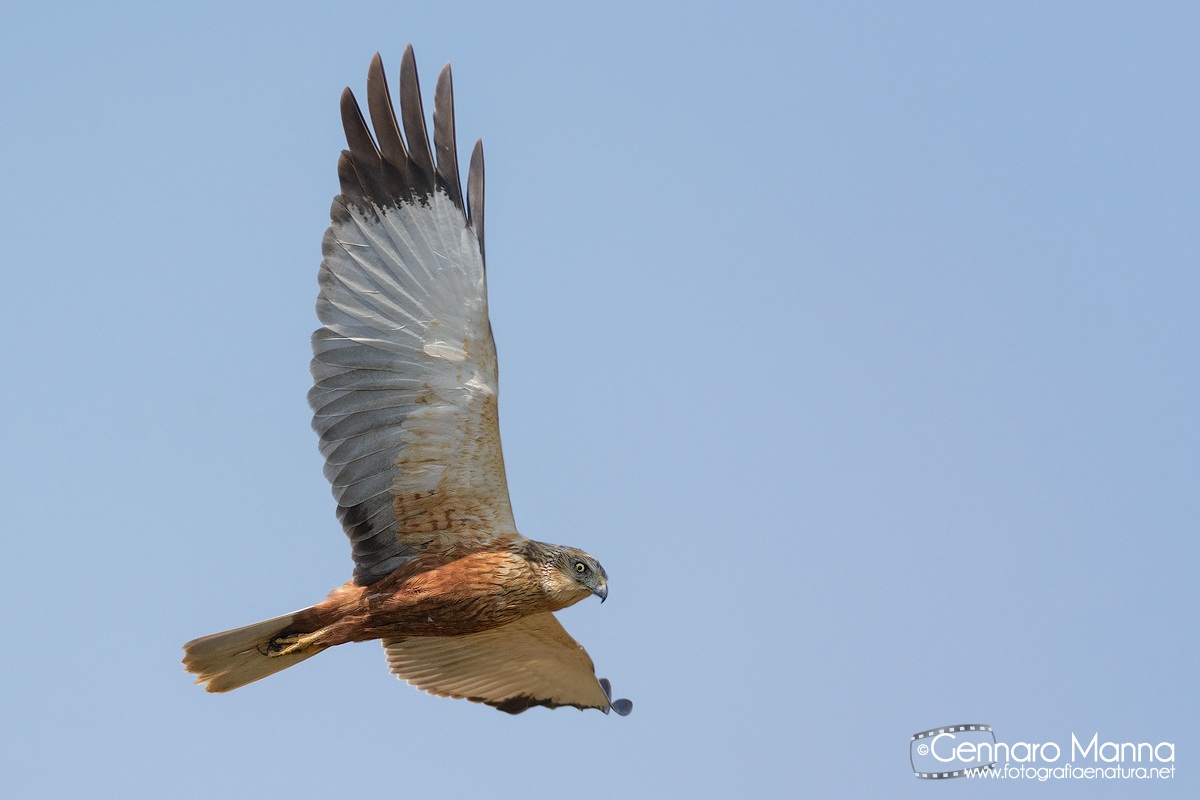 Falco di palude (Circus aeruginosus)