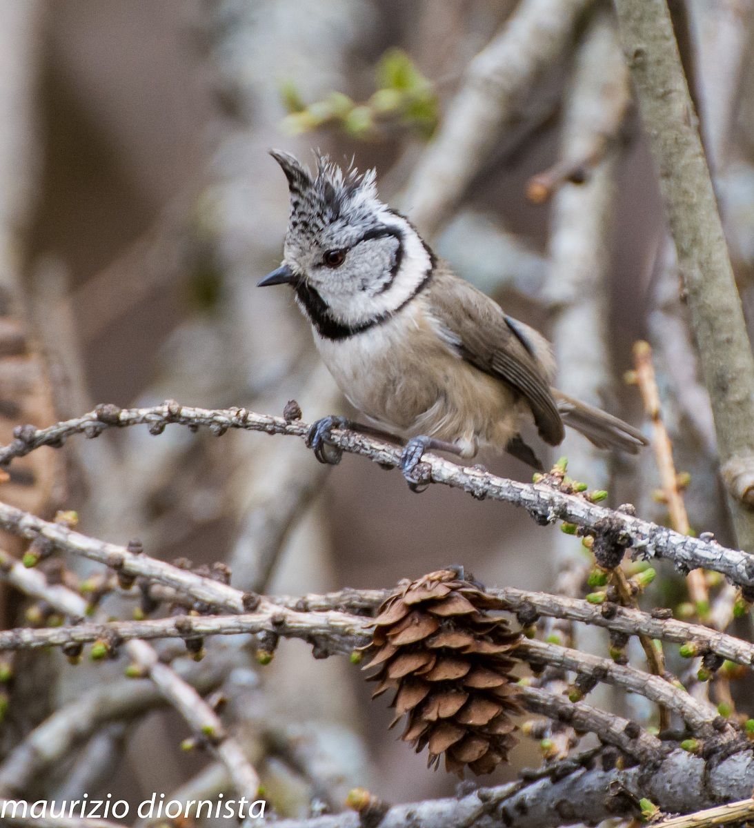 crested tits
