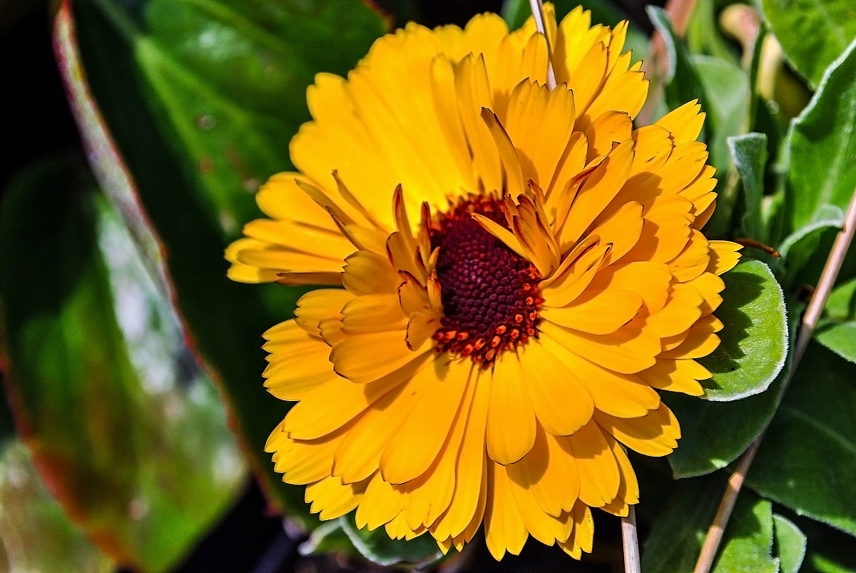 calendula