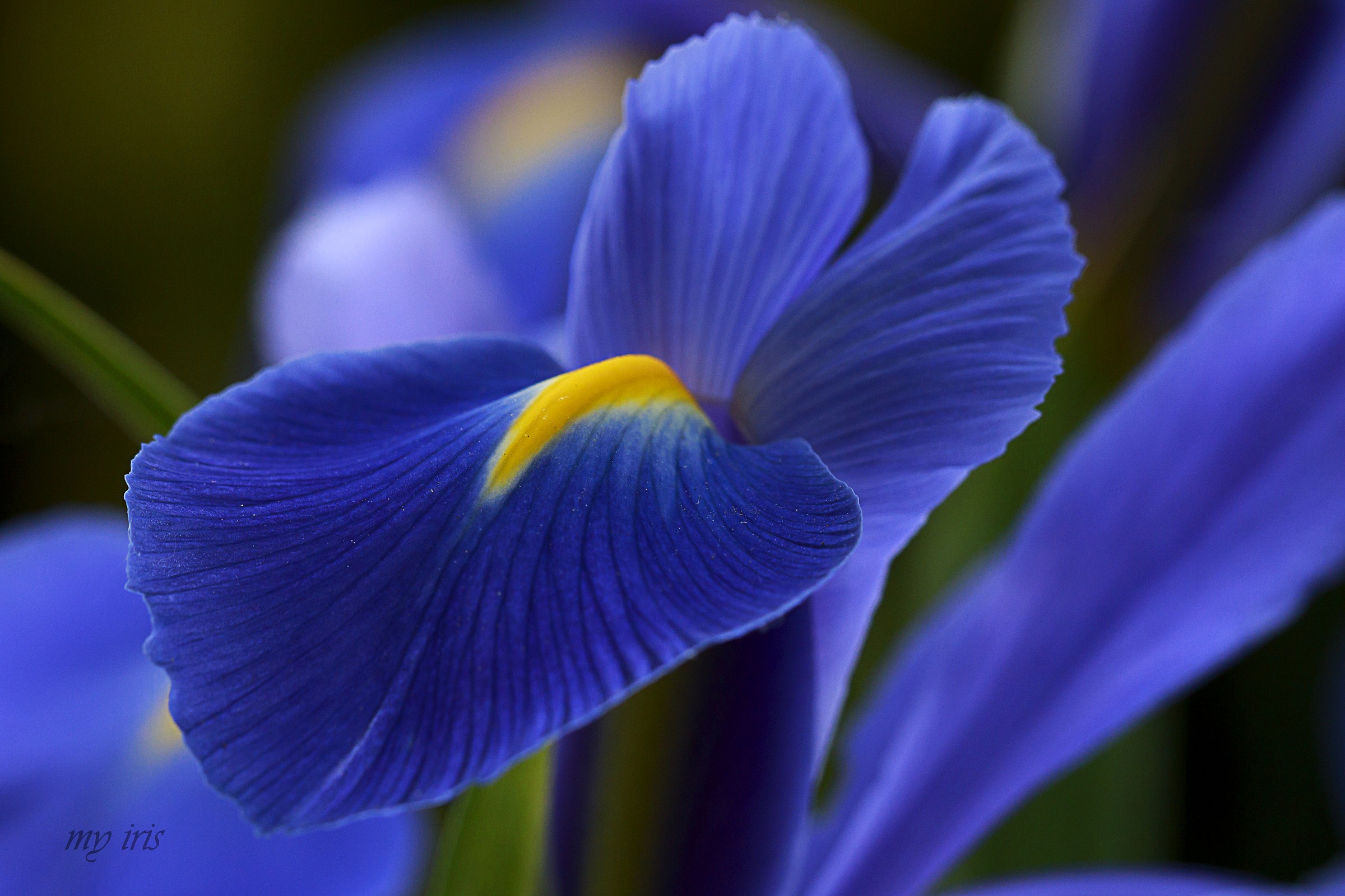 Velluto blu - Blue velvet