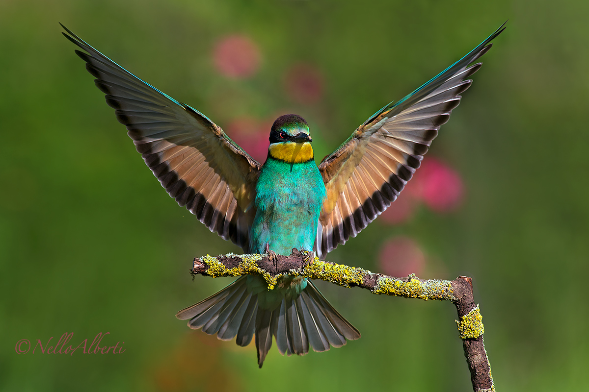gruccione in arrivo ..come sarà il 2014?