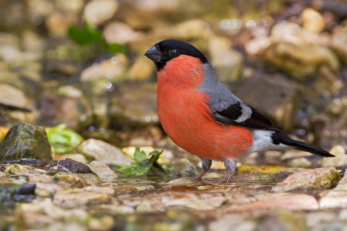Bullfinch