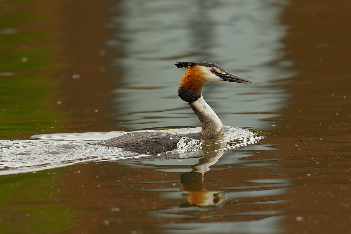 Great Crested Grebe