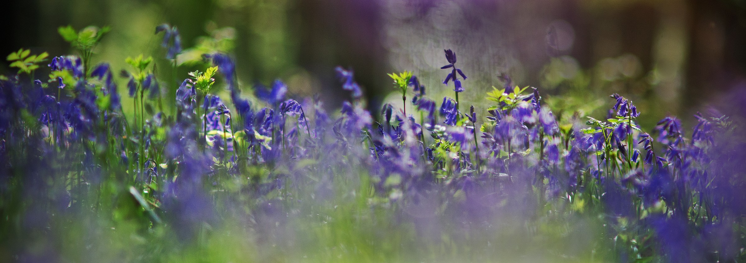 Colours of the Spring Forest