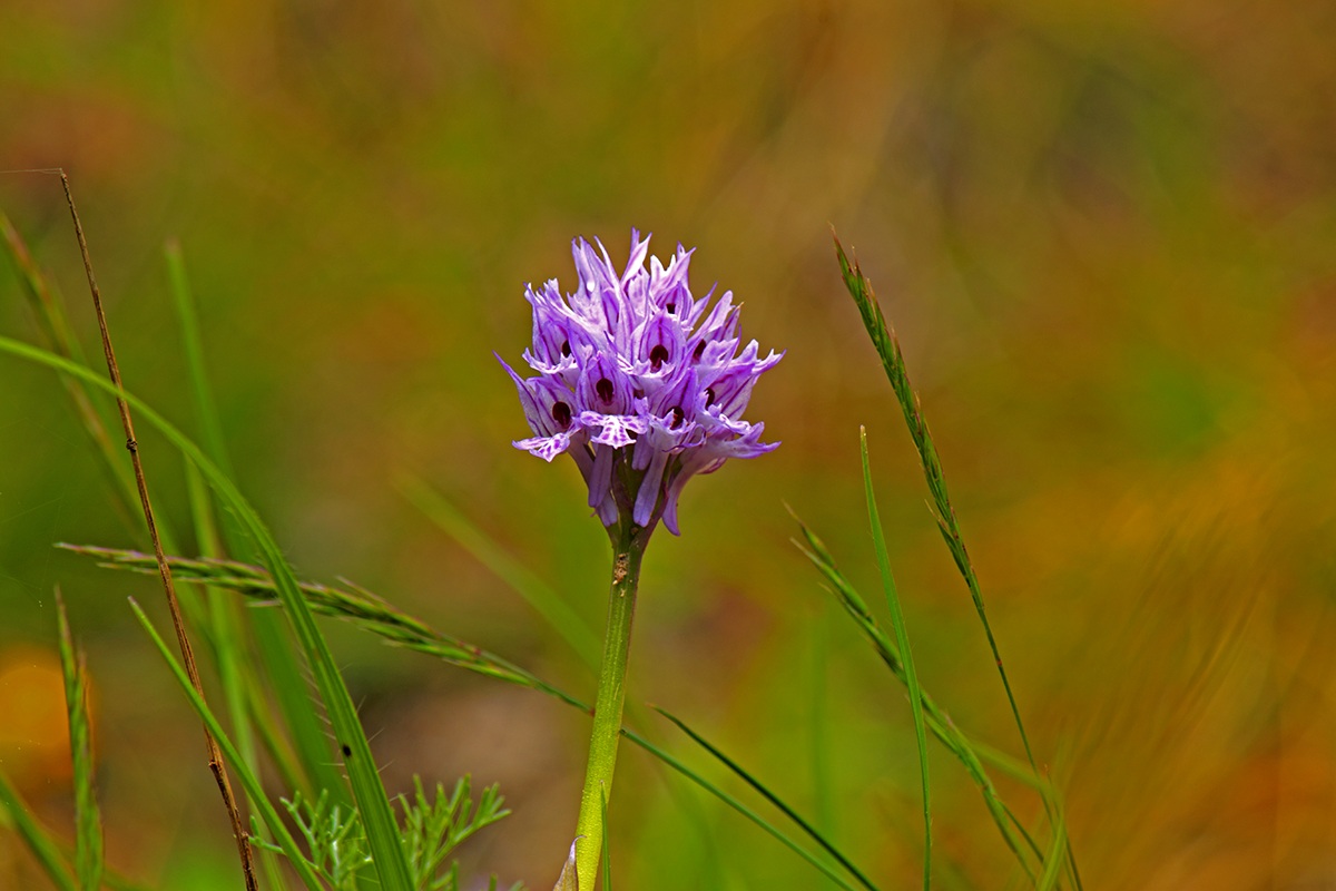 Mottled orchid - Neotinea switched