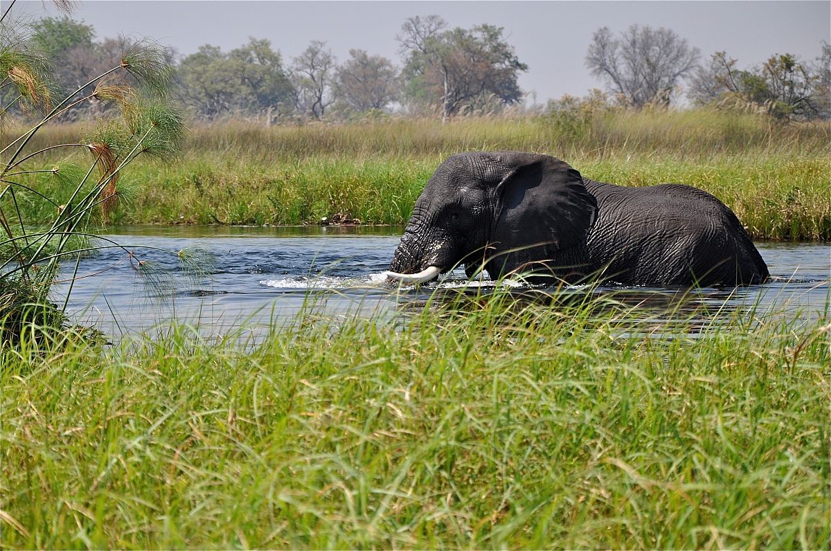 Uscito dall'acqua, Okawango delta