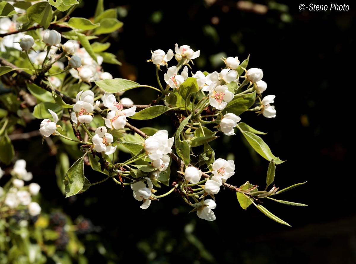 Flowers pear