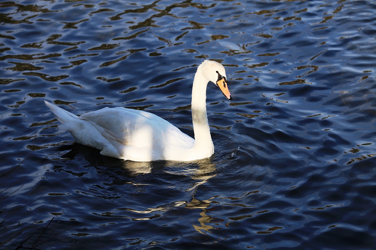 His Majesty ... '"The Swan"