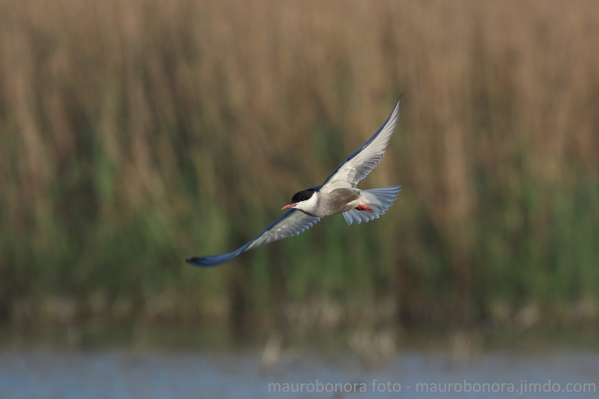 Black Tern in flight
