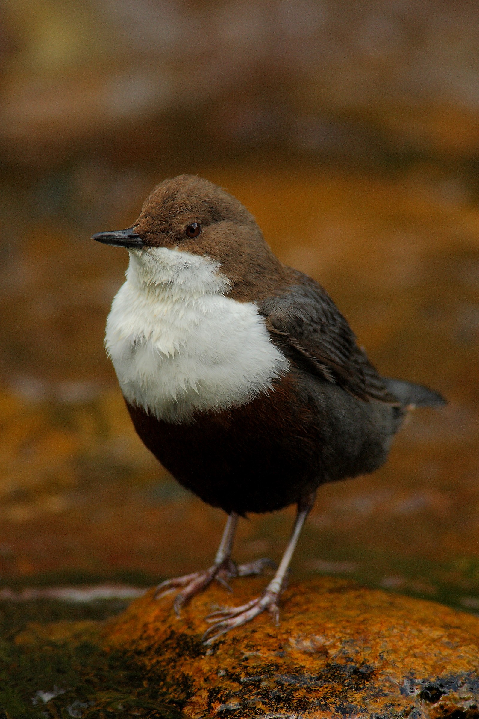 Dipper