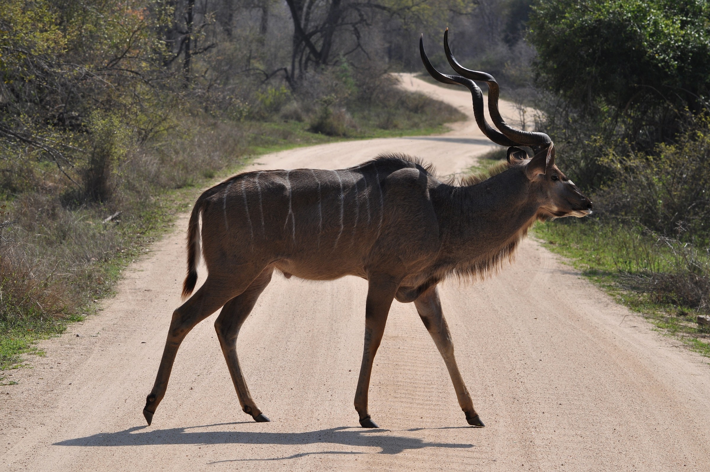 Kruger park, antilope
