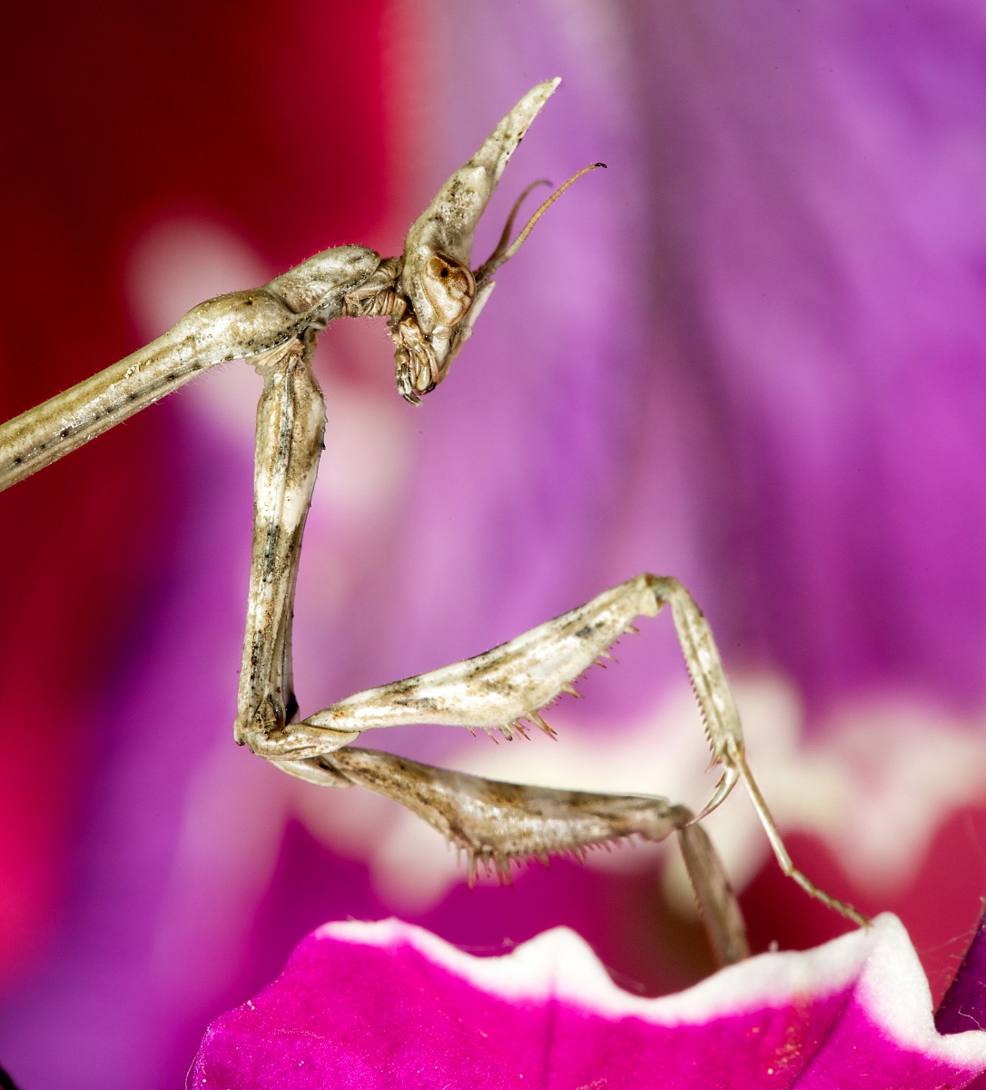 Empusa Pennata