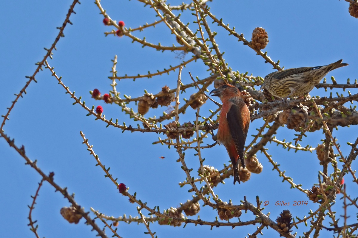 Coppia di Crocieri (Laxia curvirostra)