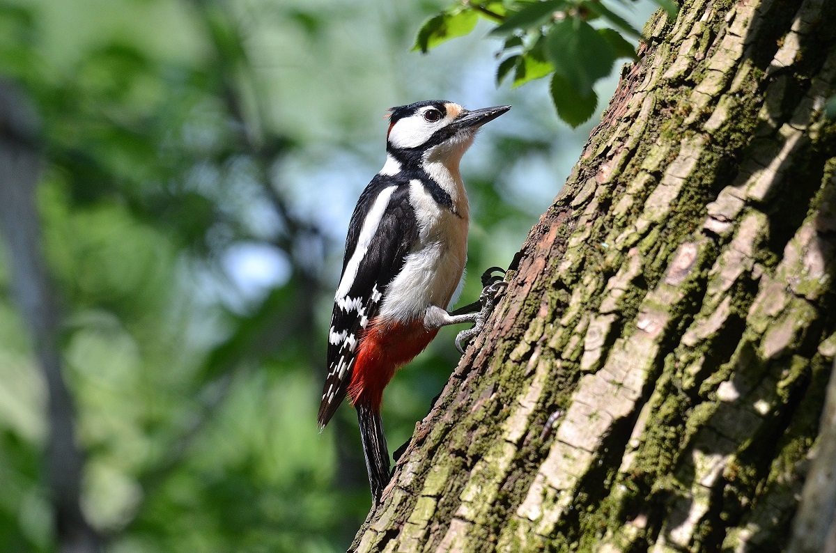 woodpecker