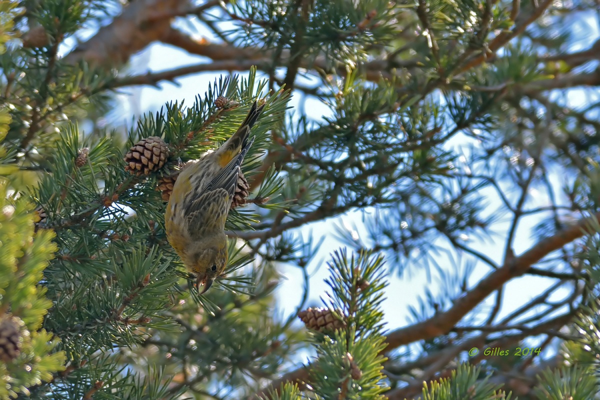 Crociere femm. (Laxia curvirostra)