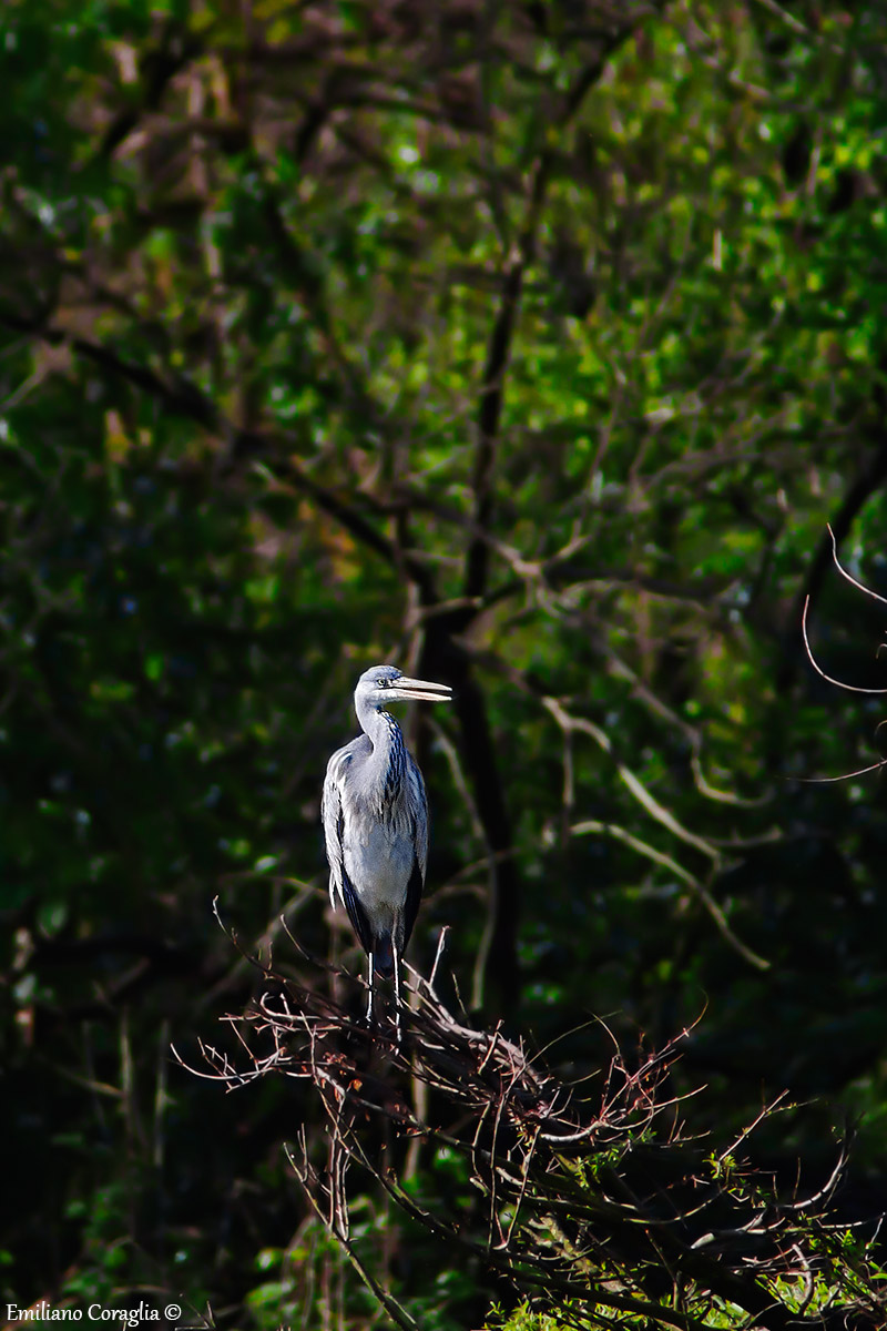 Grey Heron
