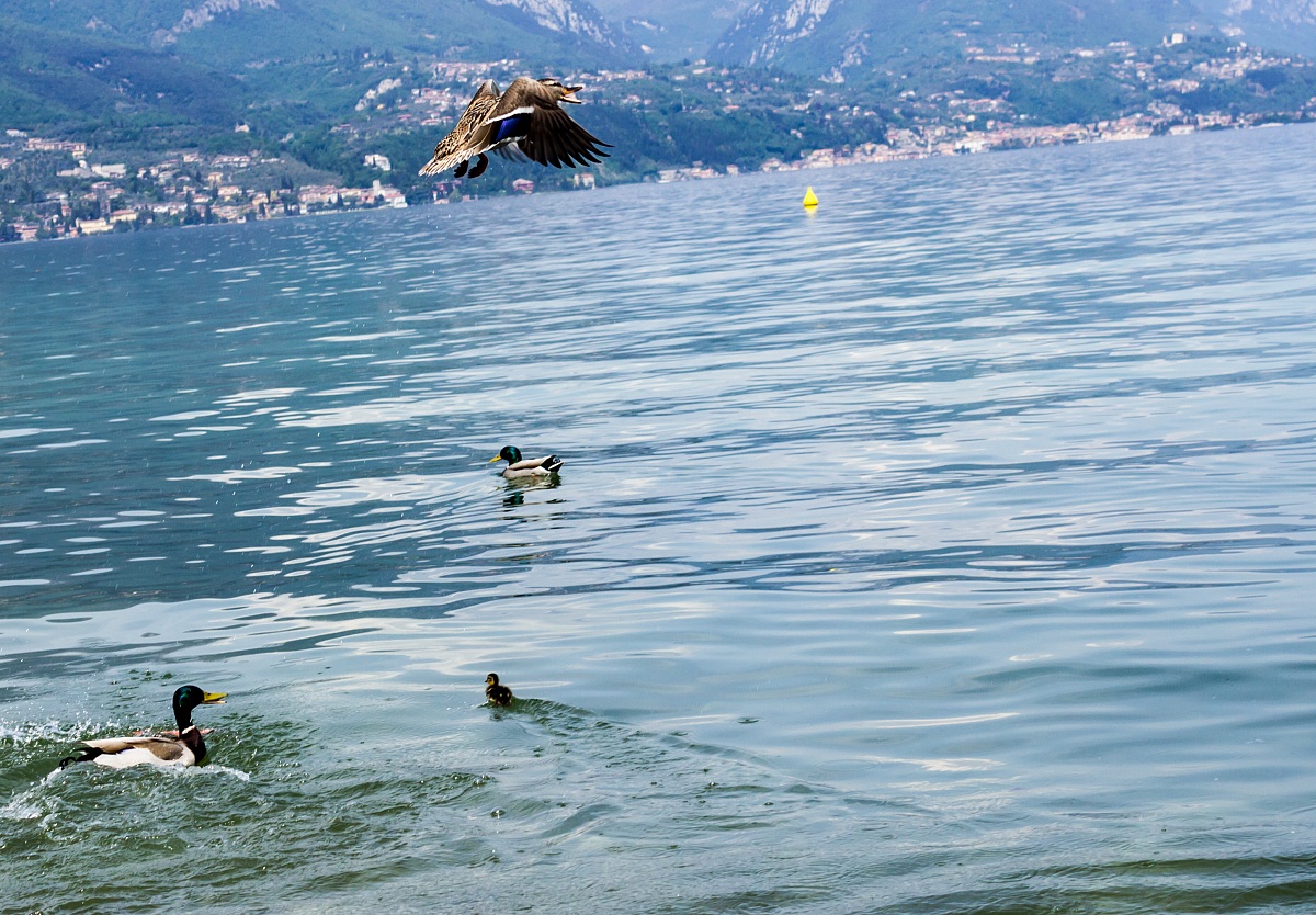 Al volo - Baia del vento - Salò