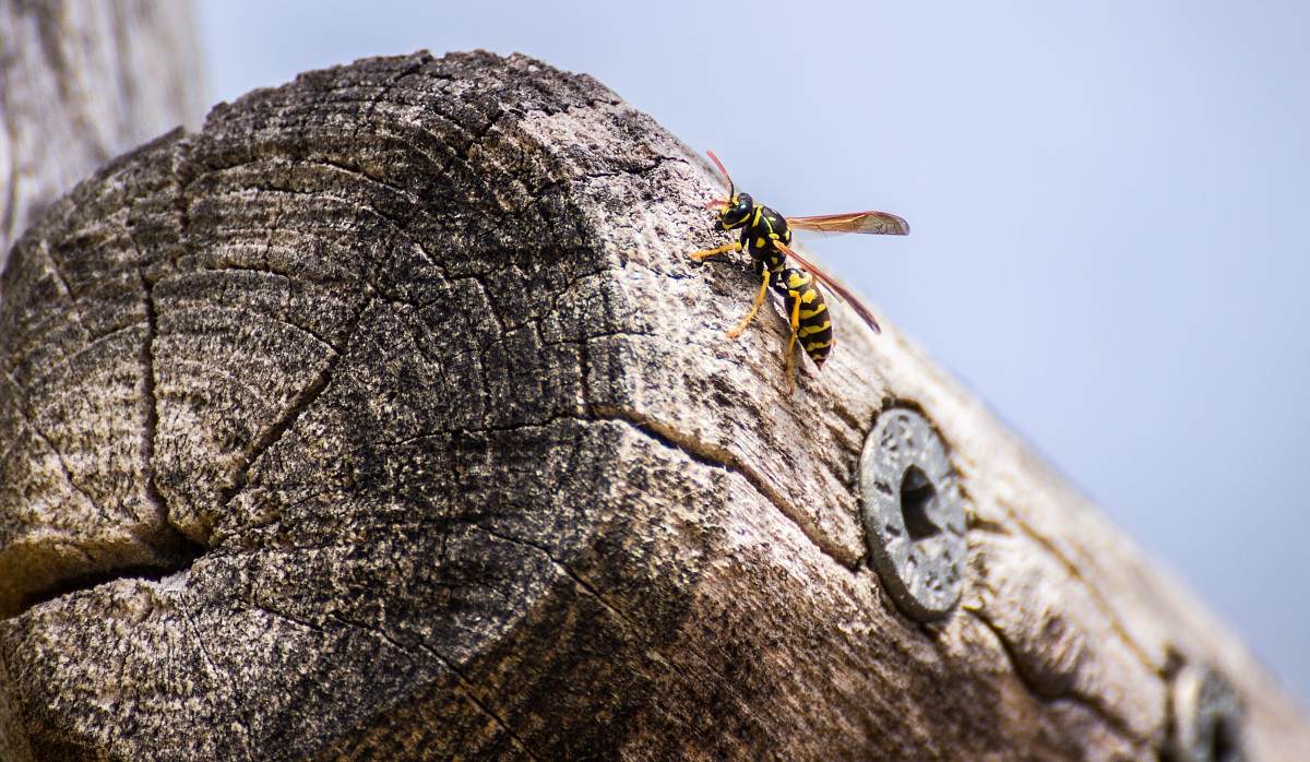 La vespa Teresa - Tentativo di Macro - Salò