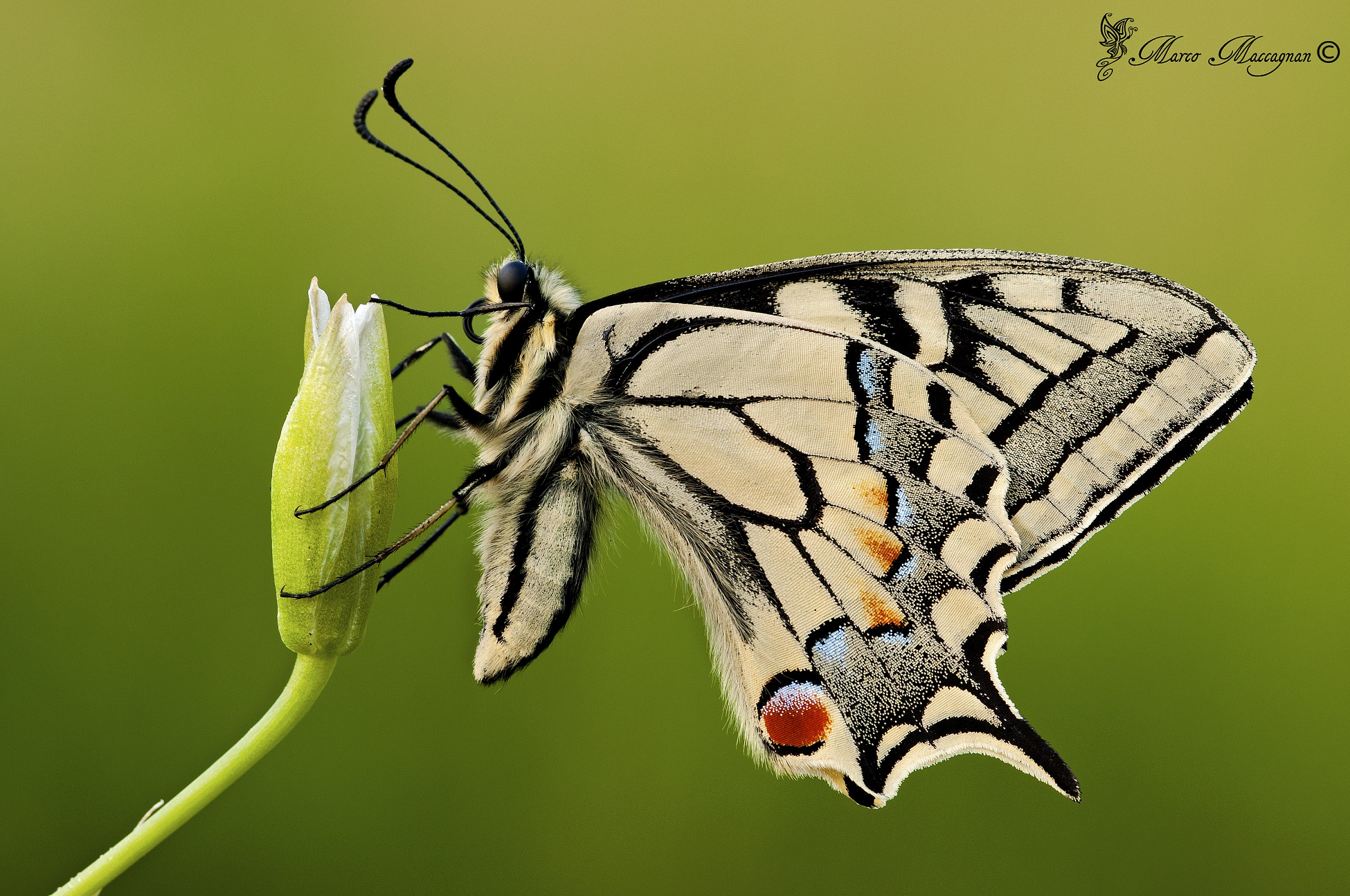 swallowtail
