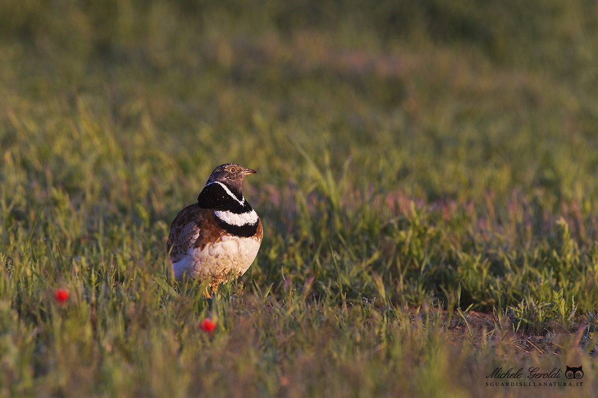 Little Bustard
