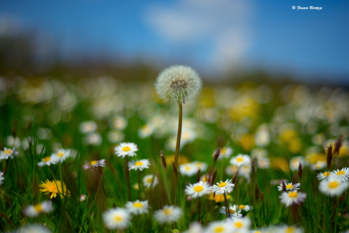 fiori in orizzontale