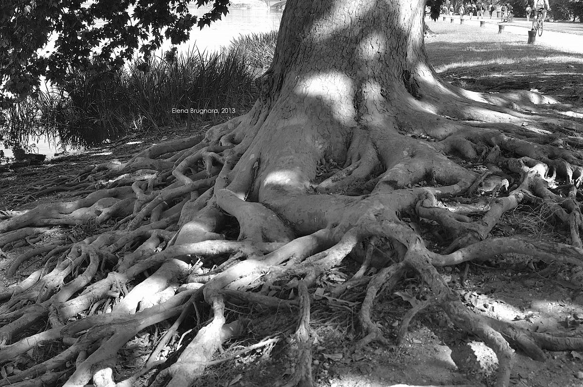 Better to sink roots more possible