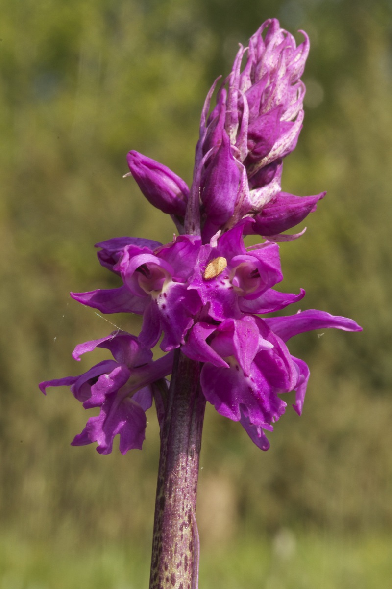orchis mascula