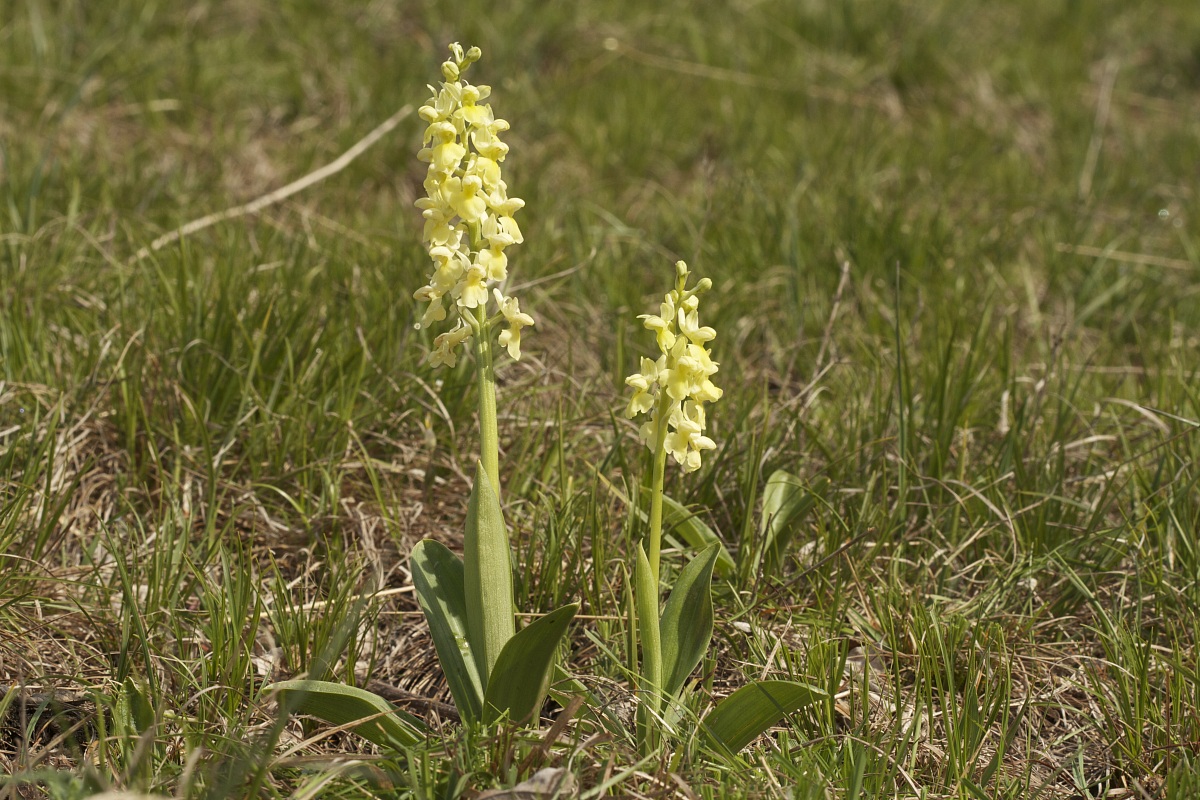 orchis pallens