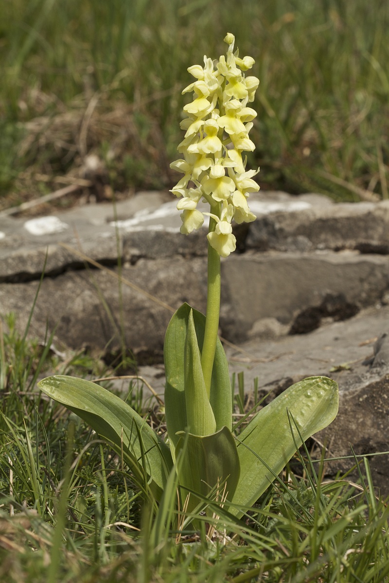 orchis pallens