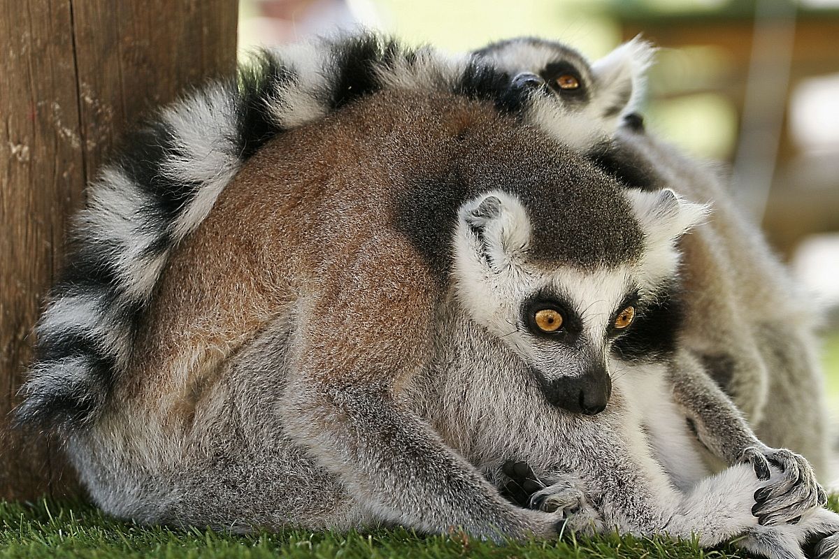 Lemuri