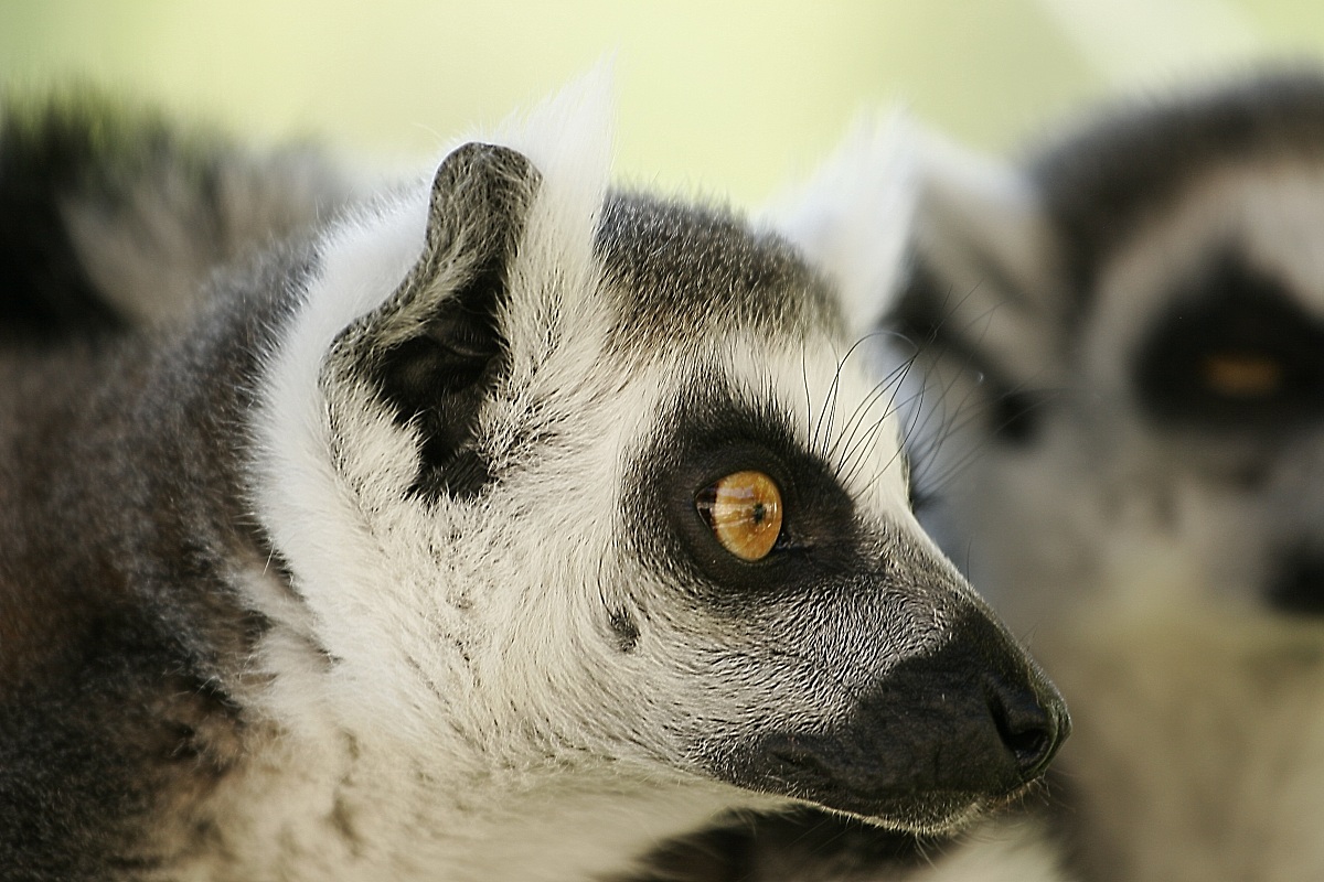 Lemuri