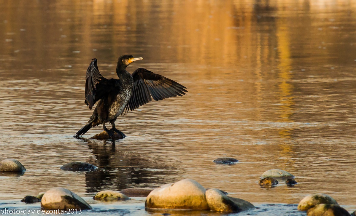 cormorant