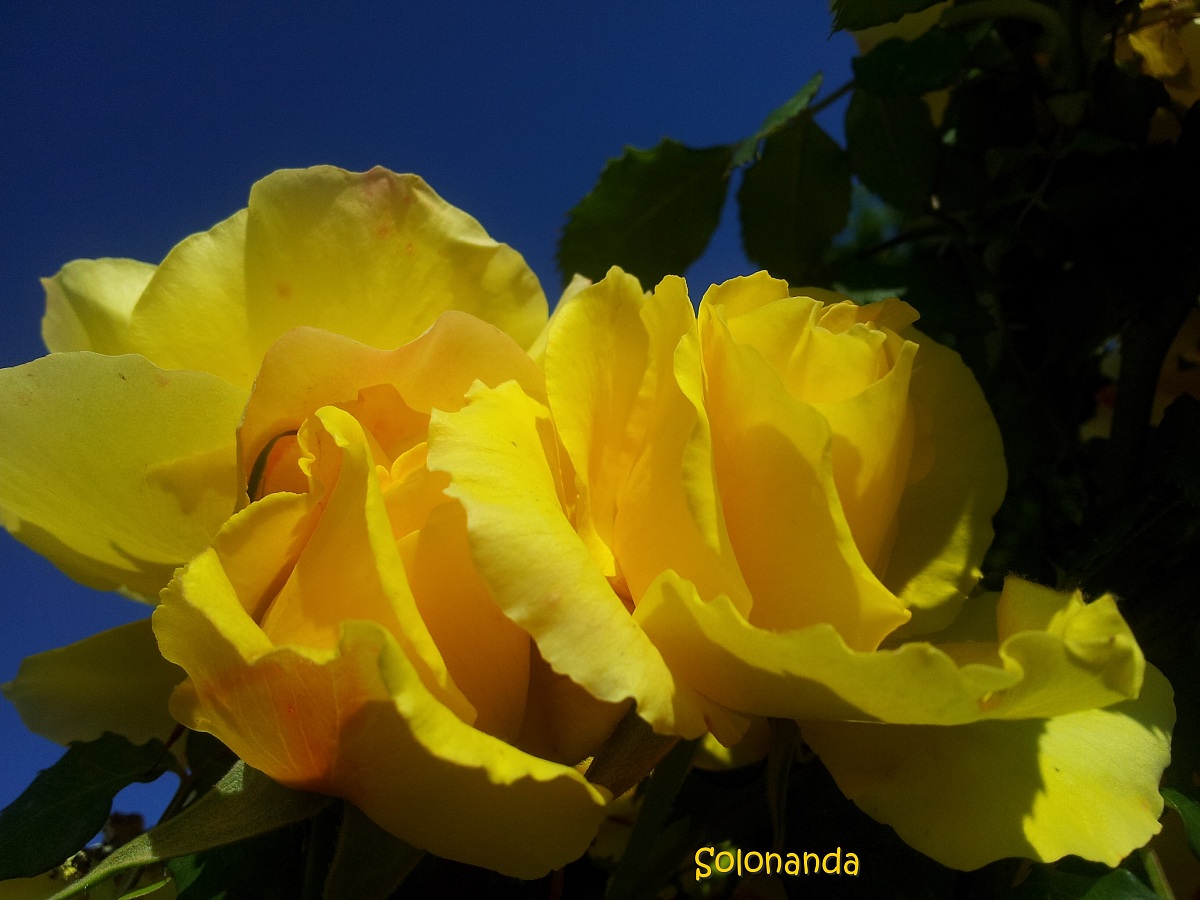 Yellow roses in blue