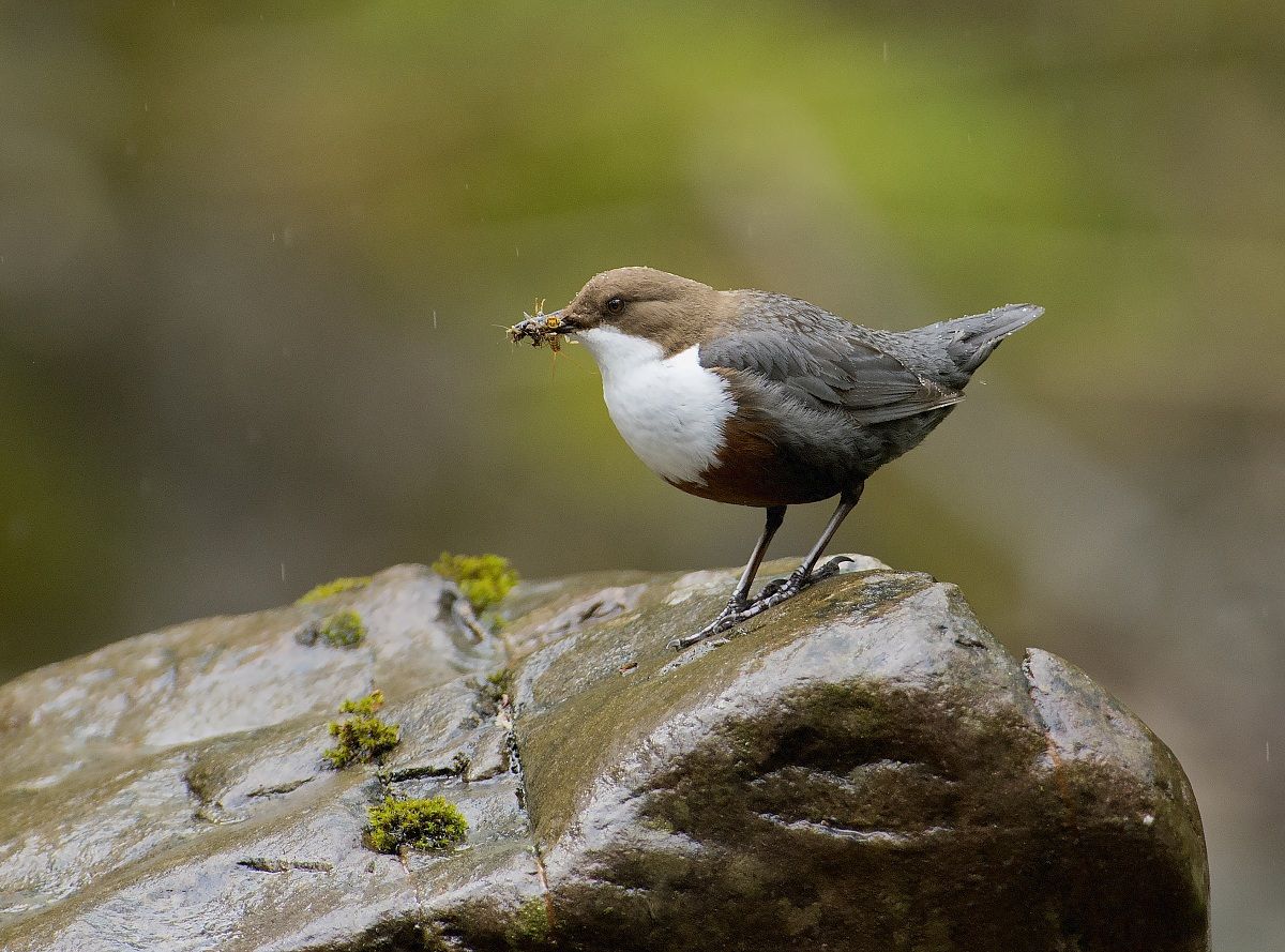 Dipper