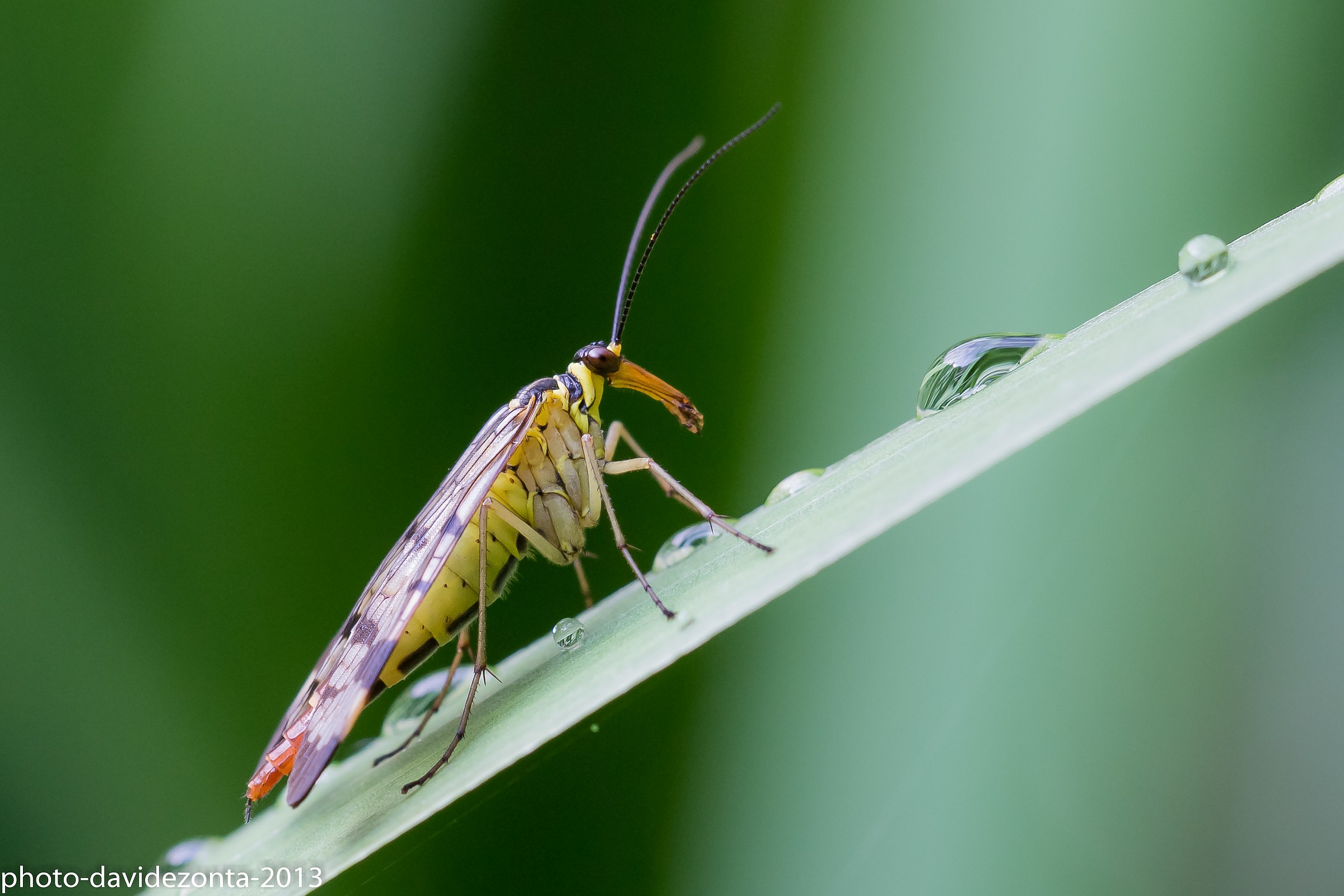 female scorpion fly
