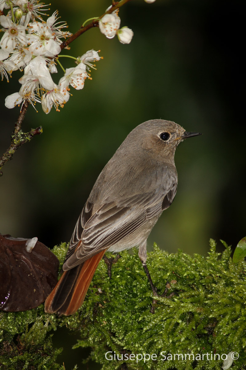 Black Redstart