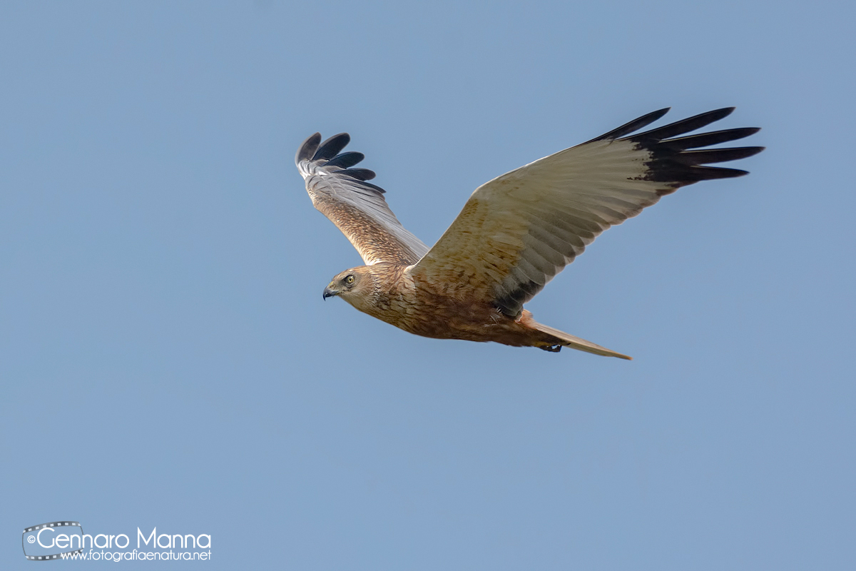 Falco di palude (Circus aeruginosus)
