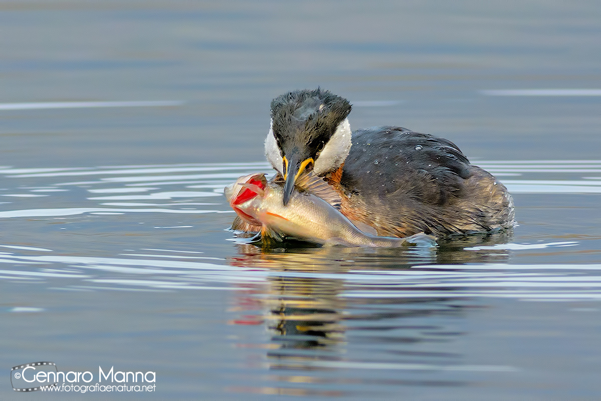 Svasso collorosso (Podiceps grisegena)