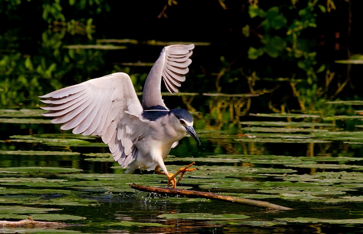Nitticora:Lo sci d'acqua