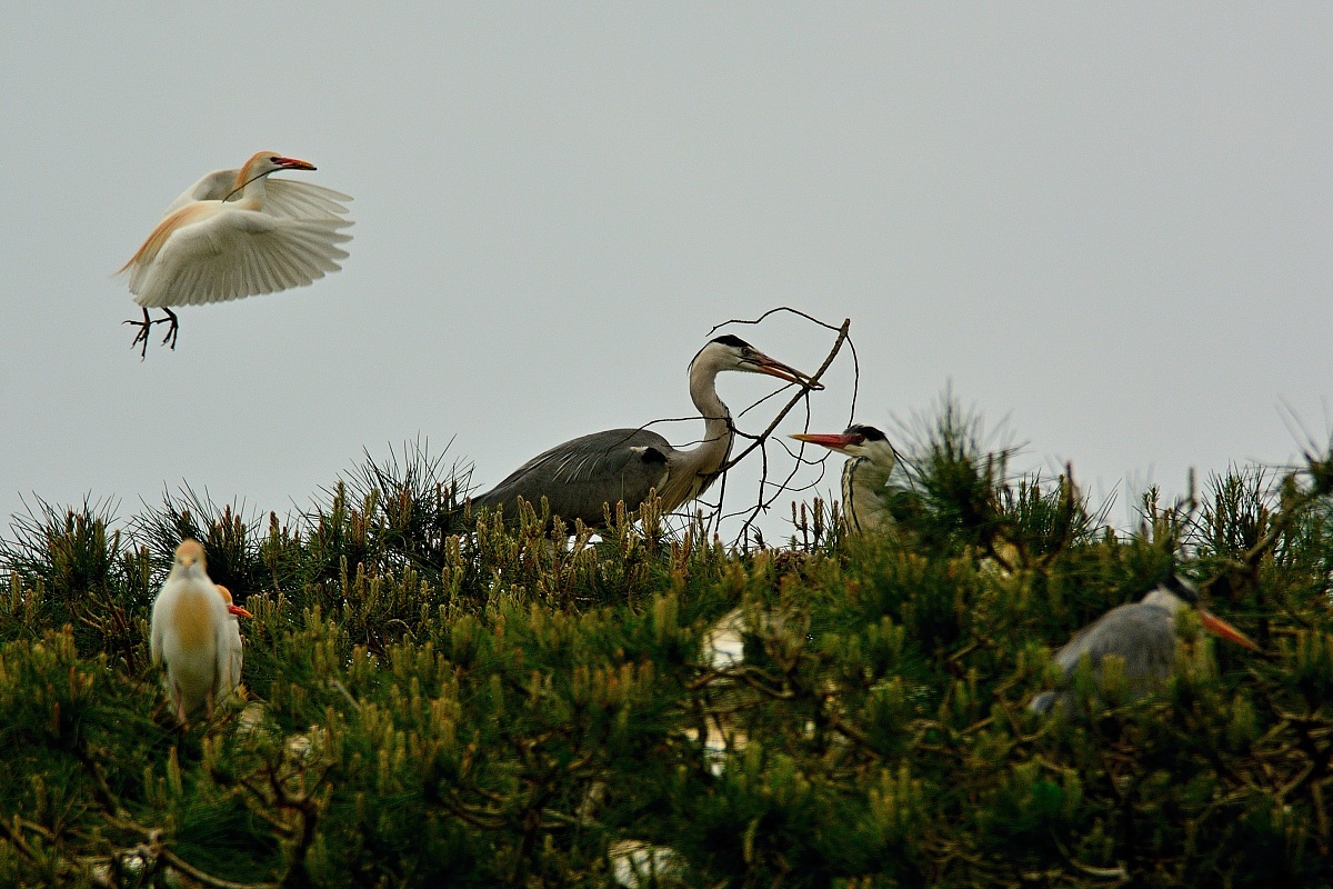 Herons