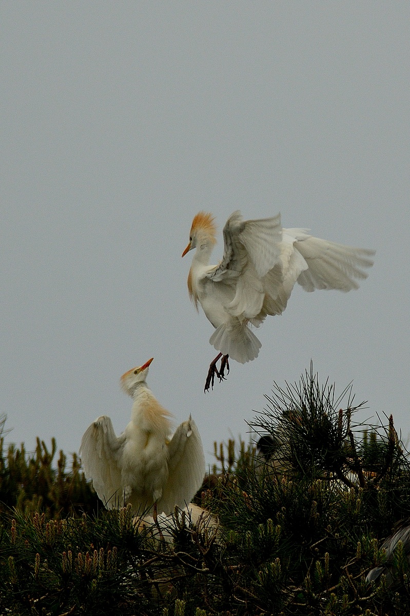 Herons Egrets