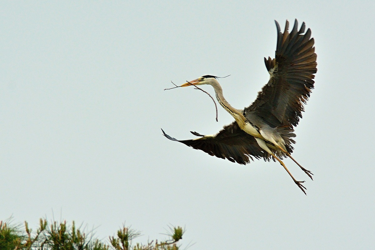 Grey Heron