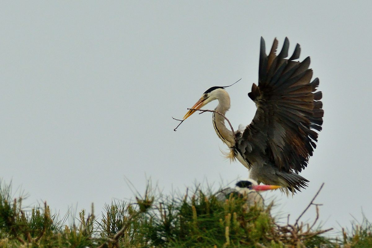 Grey Heron