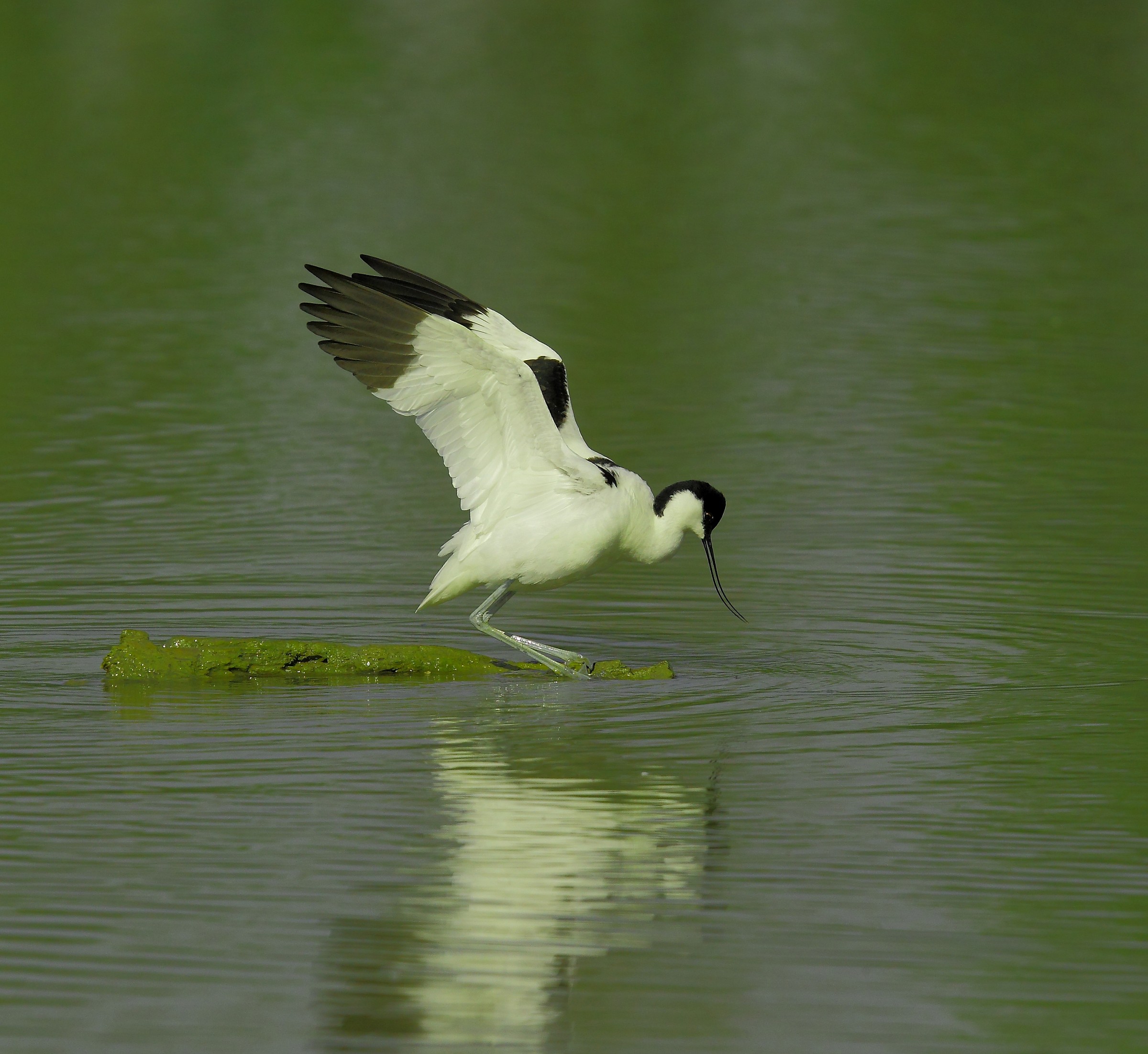 Avocet
