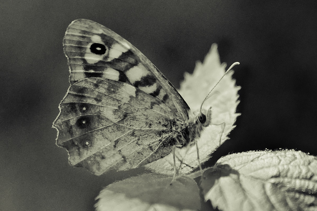 Vintage Butterfly