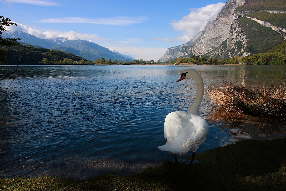 The guardian of the lake