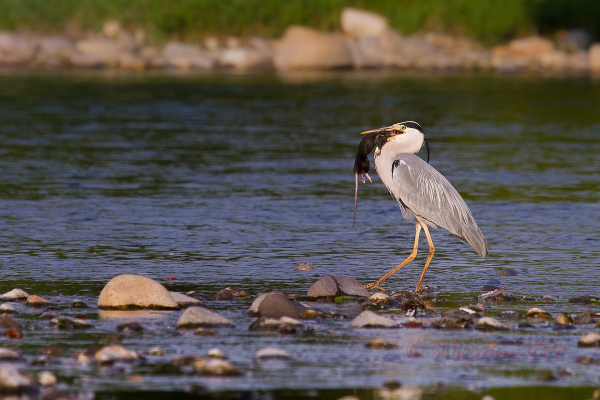 Breakfast at Tiffany's ... ..