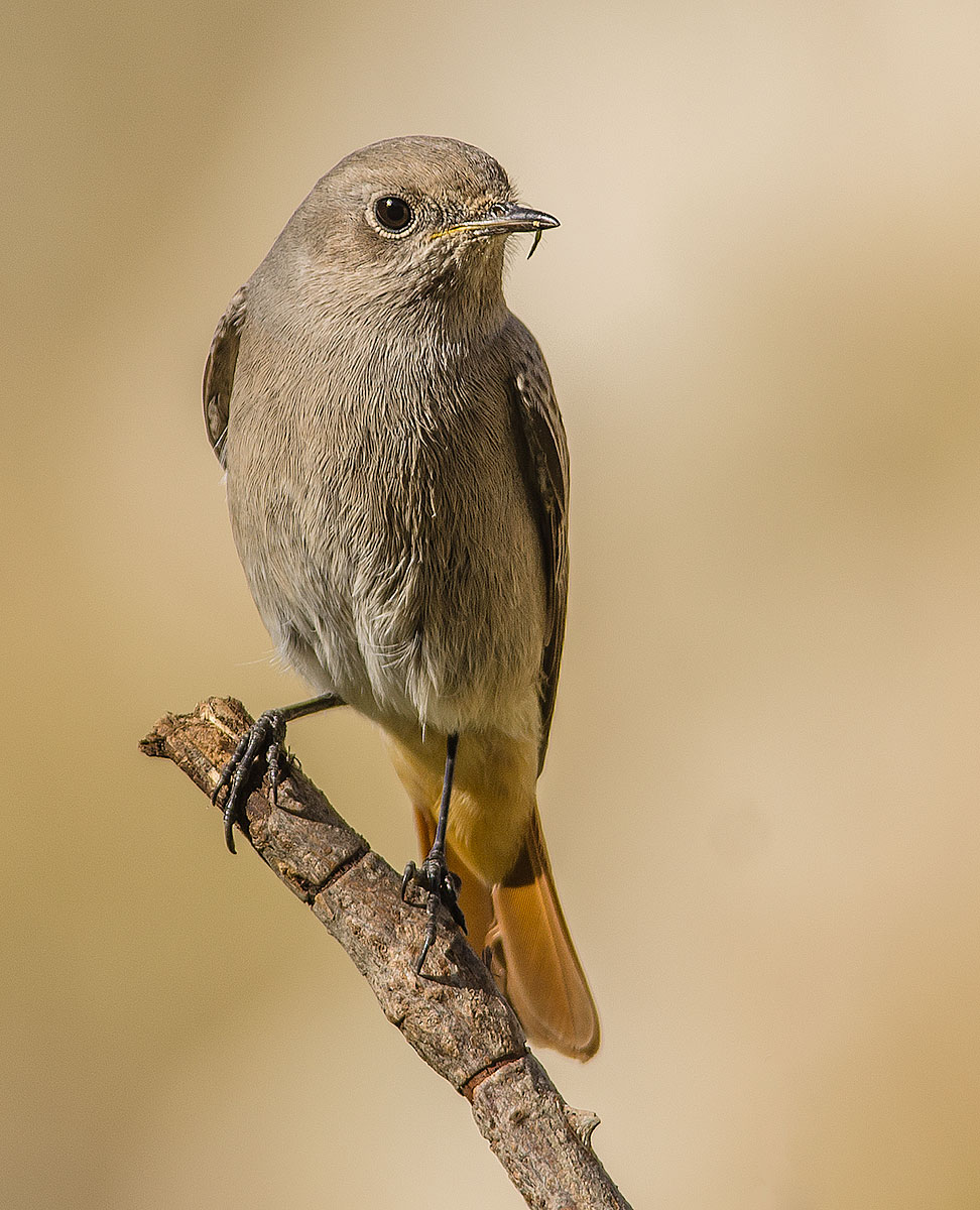 codirosso spazzacamino