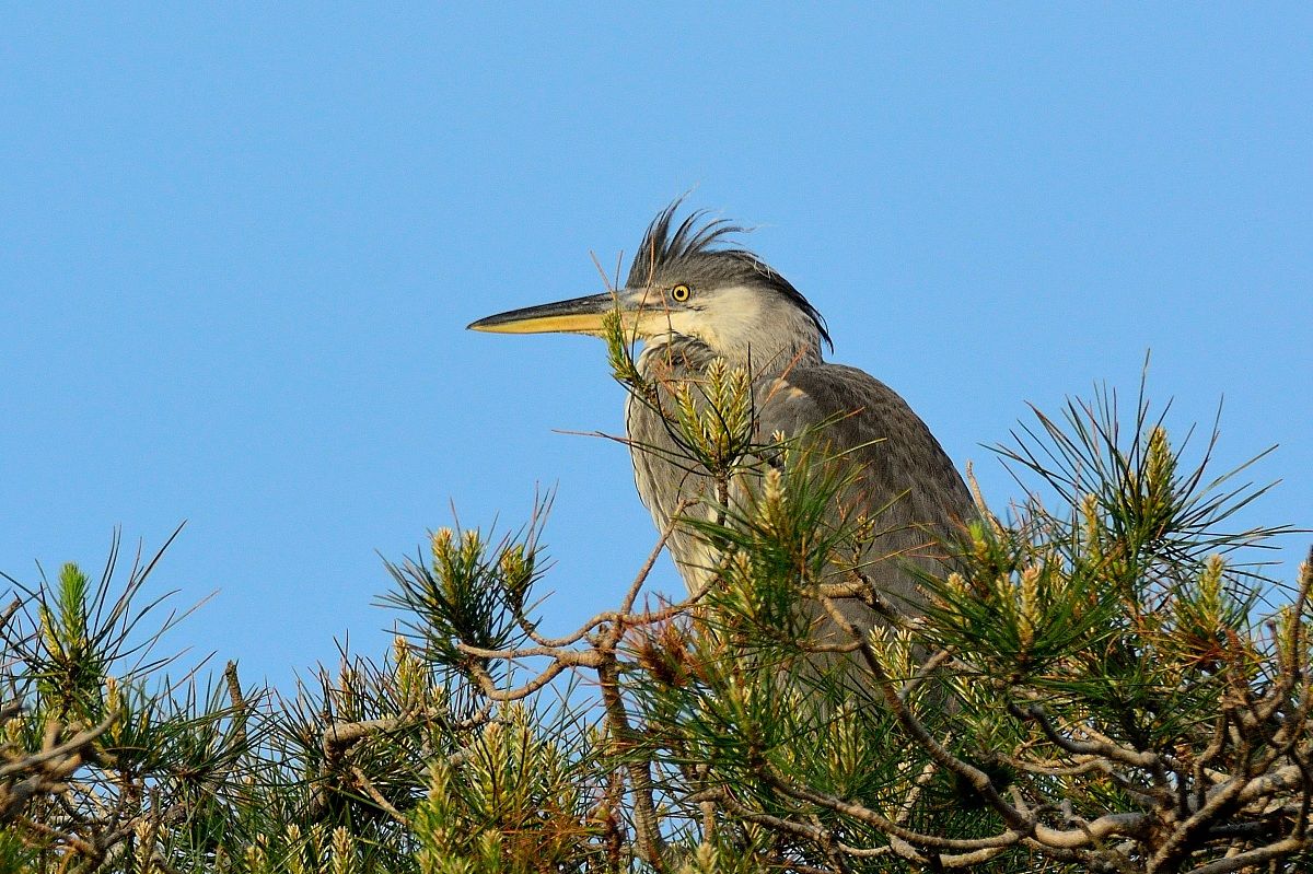 Ardea cinerea Juv.