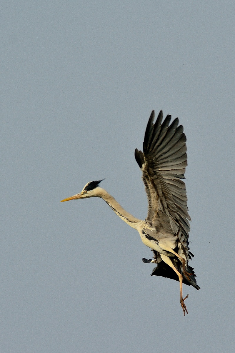 Grey Heron